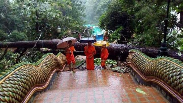 ฝนถล่มเชียงใหม่ ต้นสน 100 ปี ล้มทับบันไดนาค "ดอยสุเทพ"