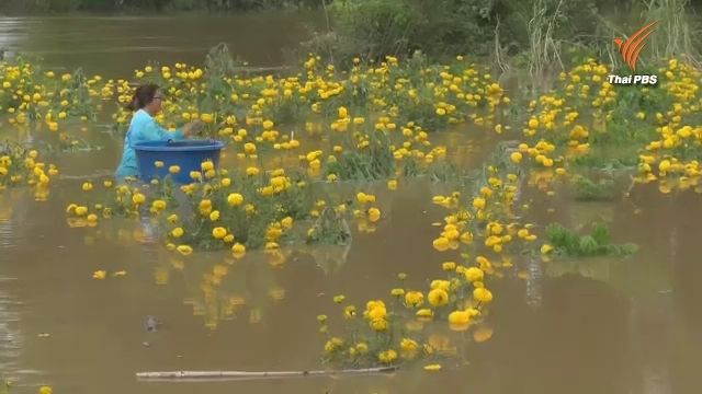 “สวนดาวเรืองเพชรบูรณ์” จม “พะเยา-สุโขทัย” ทำข้าวห่อแจก หลายพื้นที่น้ำไม่ลด
