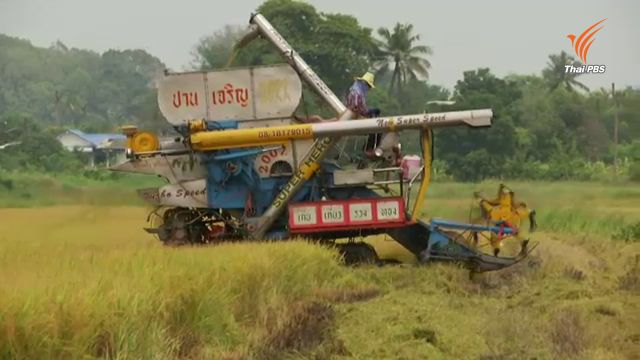 ชาวนาอยุธยาเร่งเก็บข้าว ถูกกดราคาเหลือตันละ 6,000 บาท