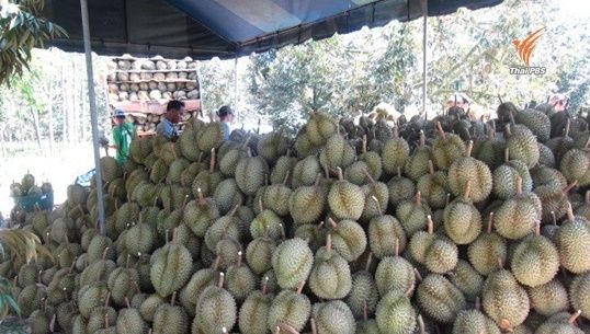 แจงทุเรียนแช่ขมิ้นไม่อันตราย เตือนชาวสวนอย่าใส่สารเร่งสุก