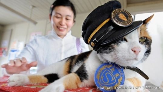 “ทะมะ” เจ้าเหมียวนายสถานีรถไฟแห่งเมืองวะกะยะมะเสียชีวิตแล้ว 
