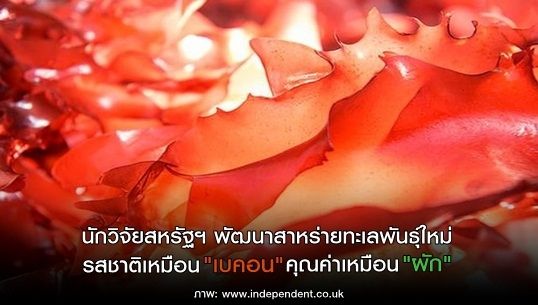 นักวิจัยสหรัฐฯ พัฒนาสาหร่ายทะเลพันธุ์ใหม่ รสเหมือน "เบคอน" คุณค่าเหมือน "ผัก"