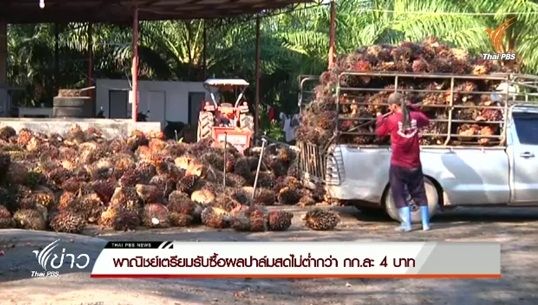 พณ.เตรียมรับซื้อผลปาล์มสดไม่ต่ำกว่า กก.ละ 4 บาท