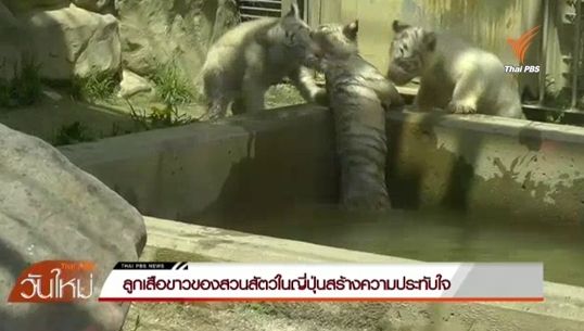 ลูกเสือขาวในญี่ปุ่นช่วยพี่น้องที่พลัดตกบ่อน้ำ