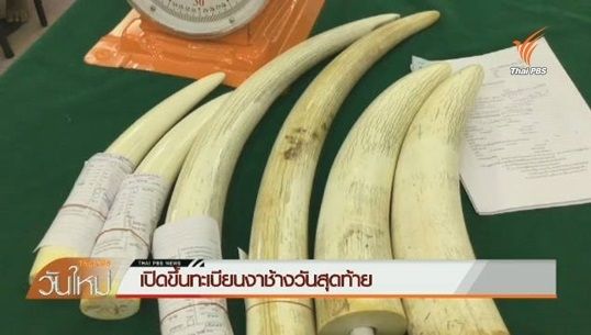 กรมอุทยานแห่งชาติฯ เปิดขึ้นทะเบียนงาช้างวันสุดท้าย