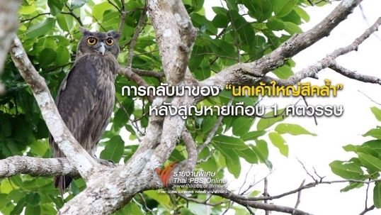 การกลับมาของ "นกเค้าใหญ่สีคล้ำ" ในรอบเกือบ 1 ศตวรรษ
