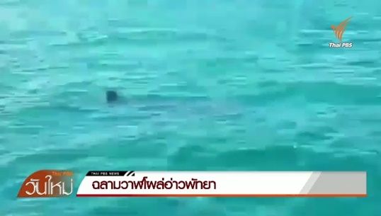 ฉลามวาฬโผล่อ่าวพัทยา