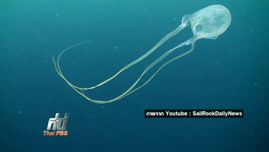 แมงกะพรุนกล่อง "พิษร้ายแรงที่สุด" แนะติดตาข่ายป้องกันที่แหล่งท่องเที่ยว