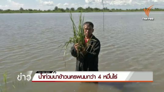 น้ำท่วมนาข้าวนครพนมกว่า 40,000 ไร่