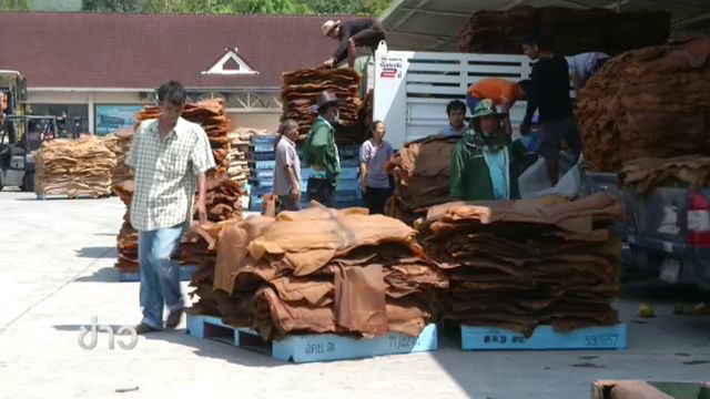 กทม.รับซื้อยางพารา 2,000 ตัน สร้างทางจักรยาน-พื้นลานกีฬา