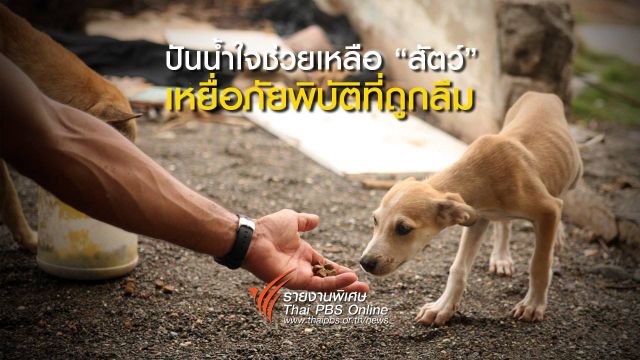 ปันน้ำใจช่วยเหลือ “สัตว์” เหยื่อภัยพิบัติที่ถูกลืม
