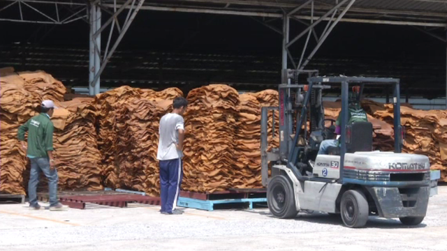 กยท.เตรียมใช้งบประมาณ 500 ล้านบาทรับซื้อยางพารา 100,000 ตัน