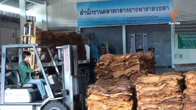 รัฐบาลเปิดรับซื้อยาง 1 แสนตัน ช่วยเกษตรกร ผ่านจุดรับซื้อทั่วประเทศวันแรก
