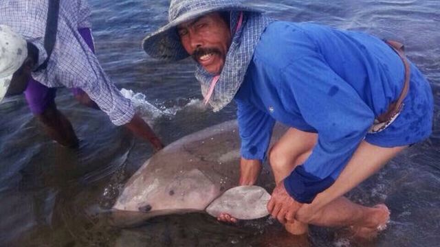 ชาวประมง จ.ตรัง ช่วยพะยูนเกยหาด