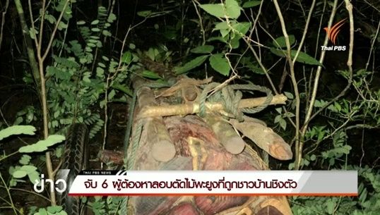 จับ 6 ผู้ต้องหาลอบตัดไม้พะยูงในอุทยานแห่งชาติ จ.อุบลราชธานี หลังถูกชาวบ้านชิงตัว 