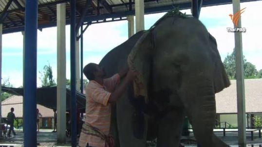 "ช้างพังมณี" เริ่มมีอาการเครียด-สัตวแพทย์เตรียมเจาะท้องดูดเอาของเสียออก