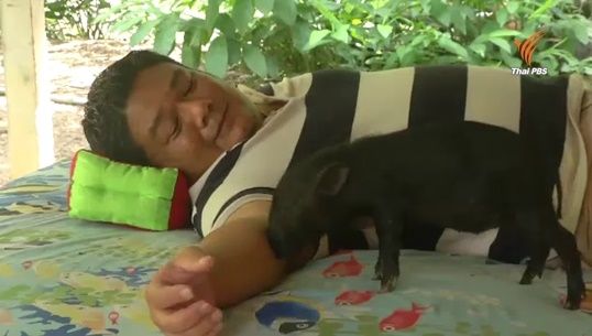 หมูป่าแสนรู้ นวดคลายเส้นให้เจ้าของ