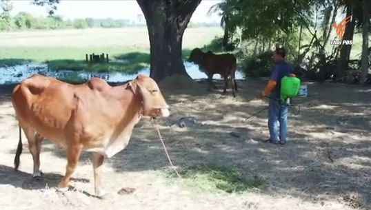 พบโรคระบาดในหมู-วัวที่ อ.ราษีไศล ประกาศเป็นเขตโรคระบาดชั่วคราว 