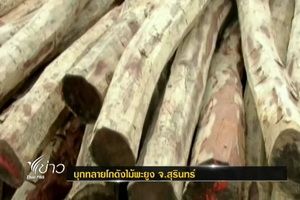 จนท.บุกยึดไม้พะยูงจำนวนมากใน จ.สุรินทร์ 