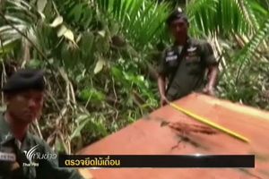 ป่าไม้จังหวัดศรีสะเกษตรวจยึดไม้พะยูงได้ 36 ท่อน 