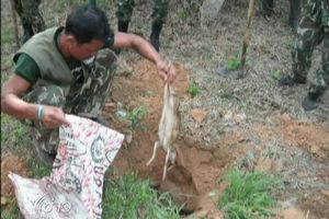 ชุดเฉพาะกิจจับกุมผู้ต้องหาลักลอบค้าสัตว์พบซากสัตว์และอาวุธ