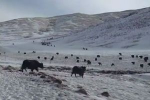 "จีน" เผชิญสภาพอากาศหนาวจัดในรอบ 27 ปี