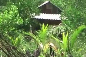 ทหารจับชาวบ้านรุกป่าชายเลนในสตูล ใช้เป็นพื้นที่ทำกิน