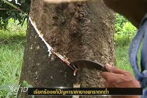 ชาวสวนยางพารา 14 จ.ใต้ จี้รัฐบาลเร่งแก้ปัญหาราคายาง