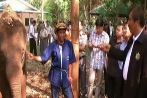 อธิบดีกรมอุทยานฯเตรียมเรียกประชุมหัวหน้าหน่วย วางมาตรการป้องกันค้าช้างป่า