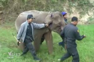 พังภาชี ถึงศูนย์อนุรักษ์ช้างไทย ที่ลำปางแล้ว