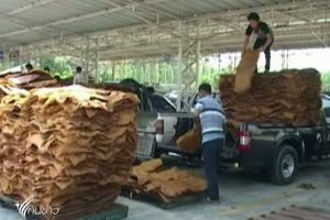 ครม.เห็นชอบจัดงบ 1.5 หมื่นล้านบาท ซื้อยางเข้าสต็อก