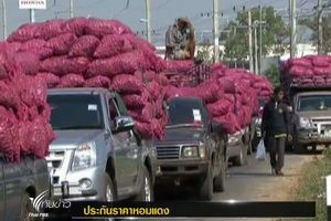 เกษตรกรใน จ.ศรีสะเกษ แห่นำ "หอมแดง" ร่วมโครงประกันราคาวันแรก 