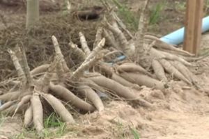 เกษตรกรหวั่นจุดรับจำนำมันไม่พอ ร้องเปิดจุดย่อย