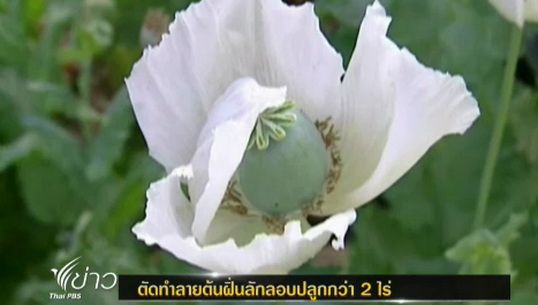 จนท.ทำลายไร่ฝิ่นในพื้นที่ อ.แม่แจ่ม จ.เชียงใหม่ กว่า 2 ไร่ 