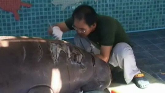 "พะยูน" ที่ถูกใบพัดเรือฟันที่ จ.ภูเก็ต เสียชีวิตแล้ว หลัง จนท.ยื้อชีวิตได้ 3 วัน