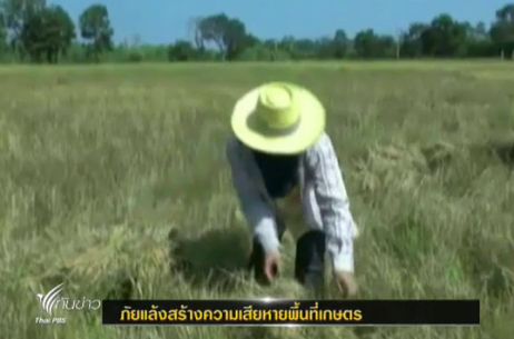  จ.มหาสารคาม ประสบปัญหาภัยแล้งหนักพื้นที่เสียหายแล้วกว่า 100,000ไร่