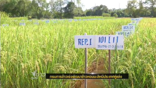 กรมการข้าวเร่งพัฒนาพันธุ์ข้าวหอมมะลิ หลังพบคุณภาพข้าวเริ่มต่ำลง