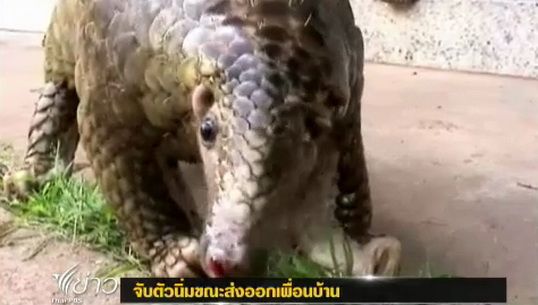 ตำรวจหนองคายตรวจยึดตัวนิ่มขณะส่งออกประเทศเพื่อนบ้าน