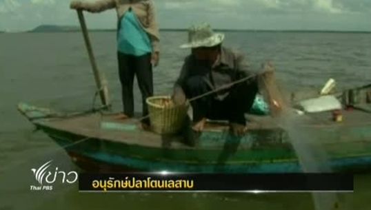 กัมพูชาประสบความสำเร็จอนุรักษ์ปลาโตนเลสาบ