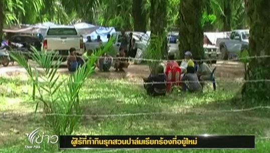 เกษตรกรส่วนใหญ่ยังปักหลัก "สวนปาล์มคลองขนาน" จ.กระบี่ ร้องขอที่อยู่ใหม่-ดูแลความปลอดภัย