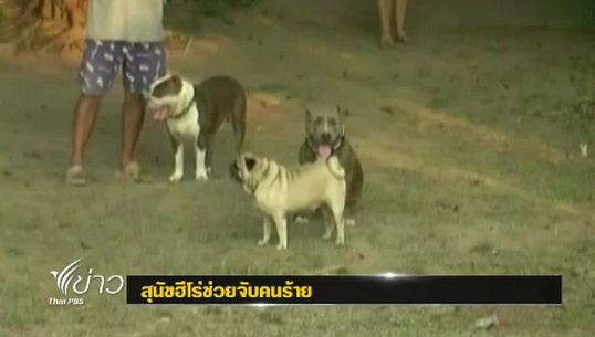 สุนัขพิทบูล เทอร์เรีย ช่วยตร.จับคนร้ายคดีฆาตกรรม