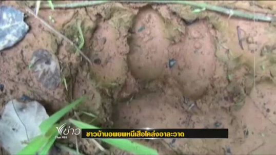 ชาวเบตง อพยพหนีเสือโคร่งอาละวาด ทำร้ายคนตาย 1