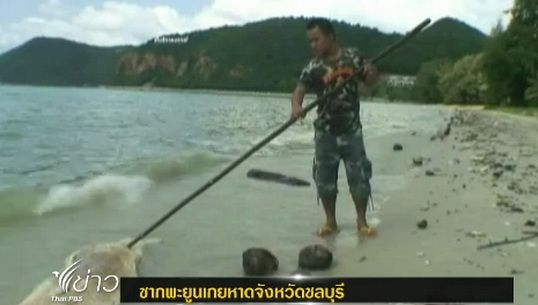 พบซากพะยูนเกยหาด อ.สัตหีบ จ.ชลบุรี 