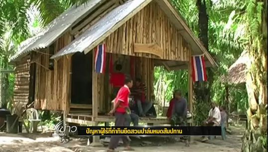 เกษตรกรสิทธิชุมชนฯ จ.กระบี่ไม่ยอมย้ายออกจากสวนปาล์ม วอนรบ.จัดสรรที่ดิน