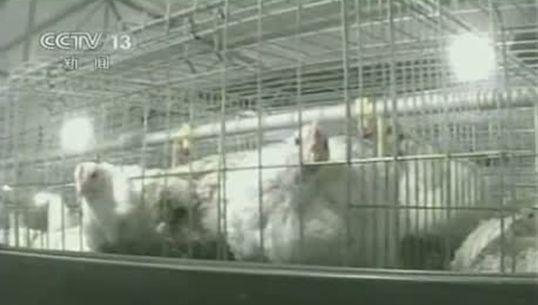 “ซีซีทีวี” เผยฟาร์มเลี้ยงไก่ในจีนใช้ยาเร่งไก่โตผิดธรรมชาติ 
