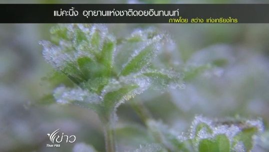 "น้ำค้างแข็ง" ปรากฏการณ์ที่อุณหภูมิของไอน้ำลดลงจนถึงจุดเยือกแข็ง