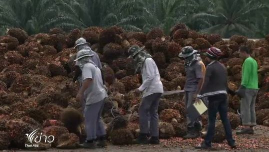 "กระทรวงพาณิชย์"สั่งโรงงานสกัดปาล์มดิบ รับซื้อผลผลิต