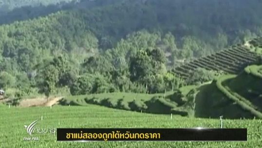 ชาวสวนชา "แม่สลอง" ร้องรัฐหาตลาดส่งออก หลังพ่อค้าไต้หวันกดราคารับซื้อ