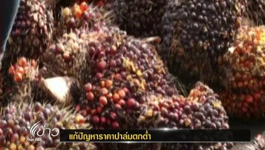 โรงงานปาล์มในชุมพรทุกแห่งเปิดรับซื้อปาล์มดิบราคา 4-4.35 บาท/ก.ก.แล้ว