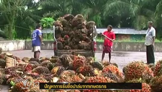 ผู้ประกอบการหลายแห่งในกระบี่ ยังรับซื้อปาล์มตามราคาที่รัฐฯ อุดหนุน ส่งผลให้เกษตรกรยอมขาดทุน
